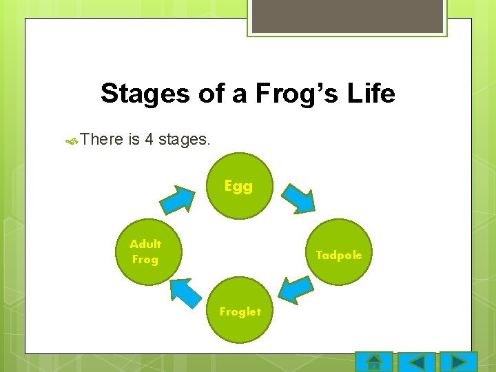 Stages of a Frog’s Life There is 4 stages. Egg Adult Frog Tadpole Froglet