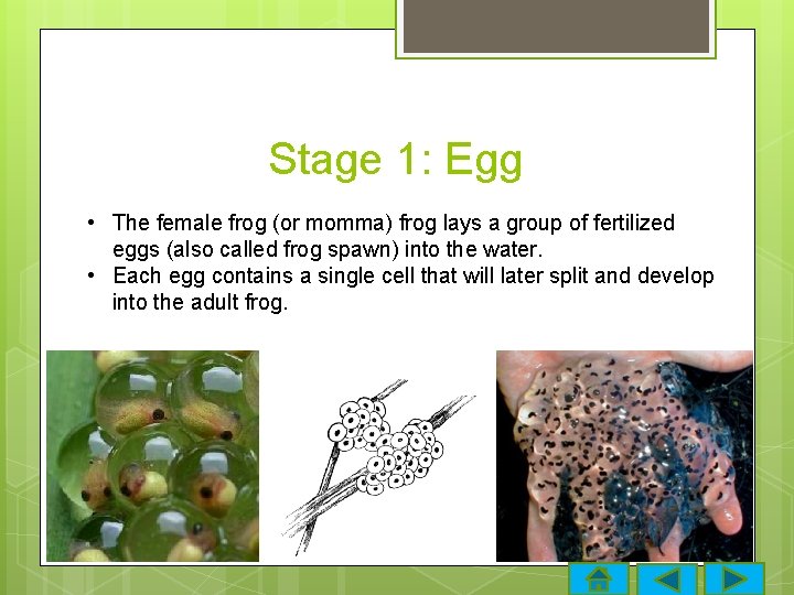 Stage 1: Egg • The female frog (or momma) frog lays a group of