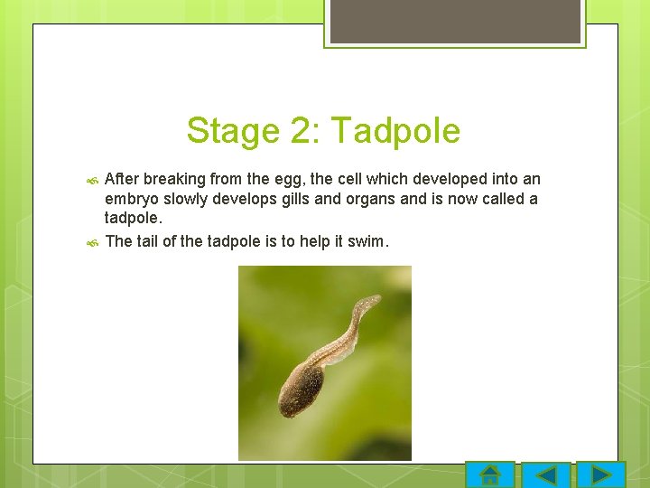 Stage 2: Tadpole After breaking from the egg, the cell which developed into an