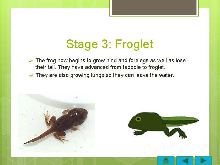 Stage 3: Froglet The frog now begins to grow hind and forelegs as well