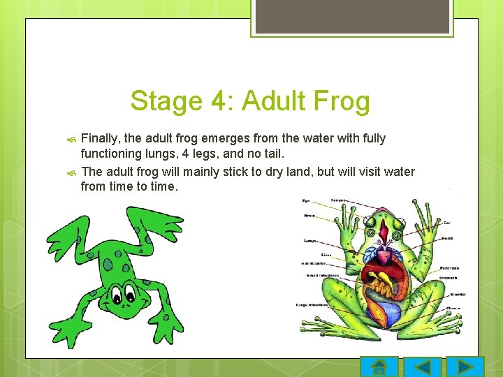 Stage 4: Adult Frog Finally, the adult frog emerges from the water with fully