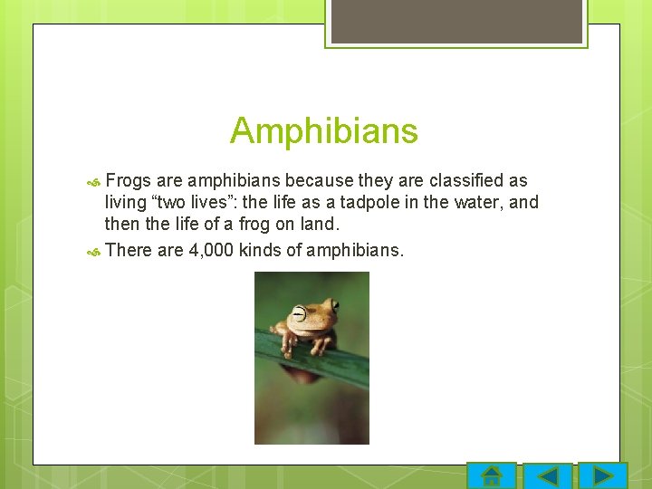 Amphibians Frogs are amphibians because they are classified as living “two lives”: the life