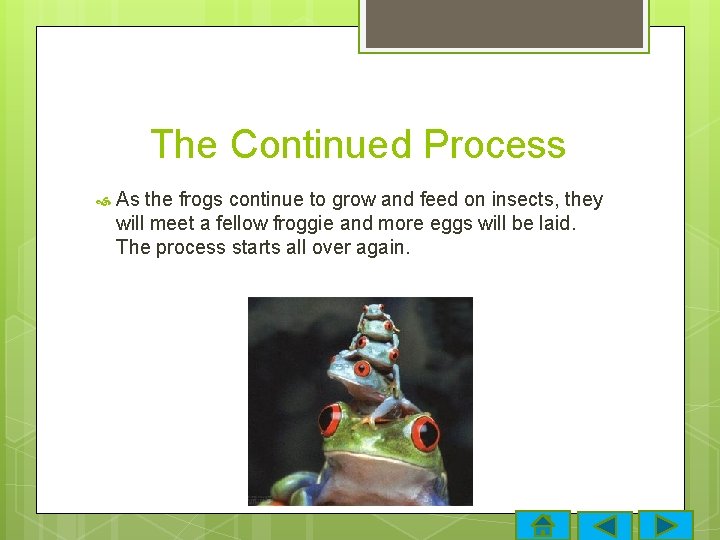 The Continued Process As the frogs continue to grow and feed on insects, they