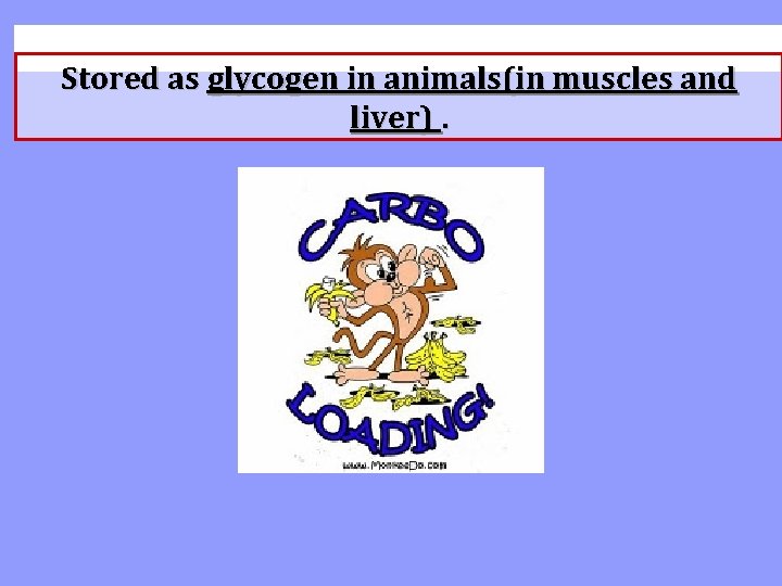 Stored as glycogen in animals(in muscles and liver). 