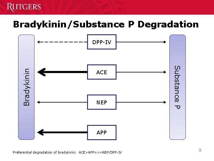 Bradykinin/Substance P Degradation ACE NEP Substance P Bradykinin DPP-IV APP Preferential degradation of bradykinin: