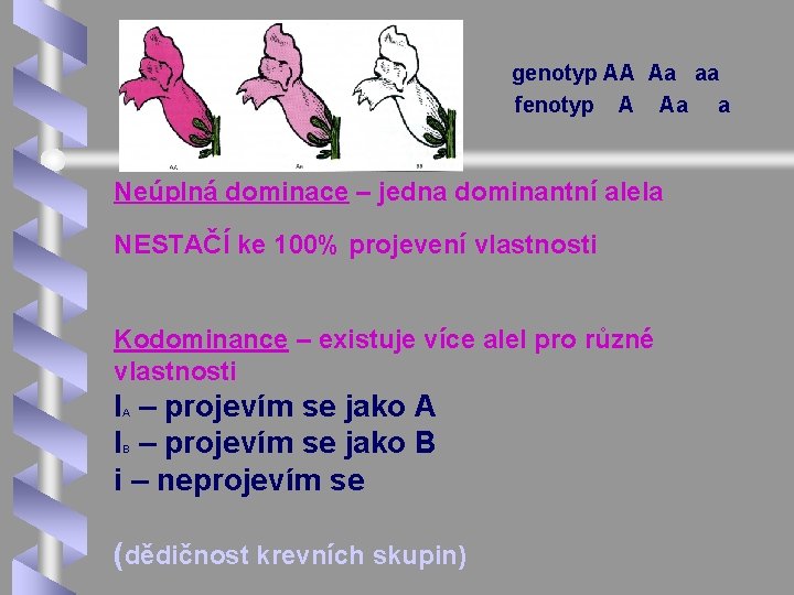 genotyp AA Aa aa fenotyp A Aa a Neúplná dominace – jedna dominantní alela