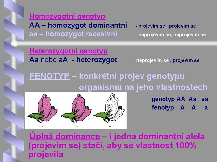 Homozygotní genotyp AA – homozygot dominantní aa – homozygot recesivní Heterozygotní genotyp Aa nebo