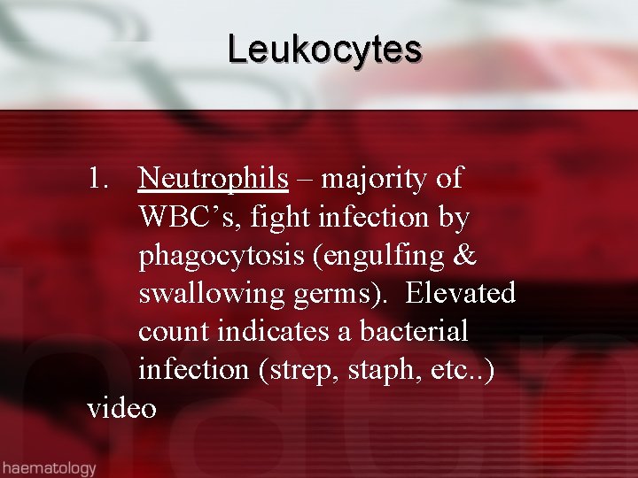 Leukocytes 1. Neutrophils – majority of WBC’s, fight infection by phagocytosis (engulfing & swallowing