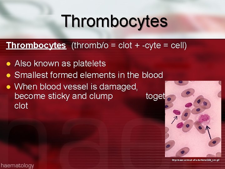 Thrombocytes (thromb/o = clot + -cyte = cell) l l l Also known as