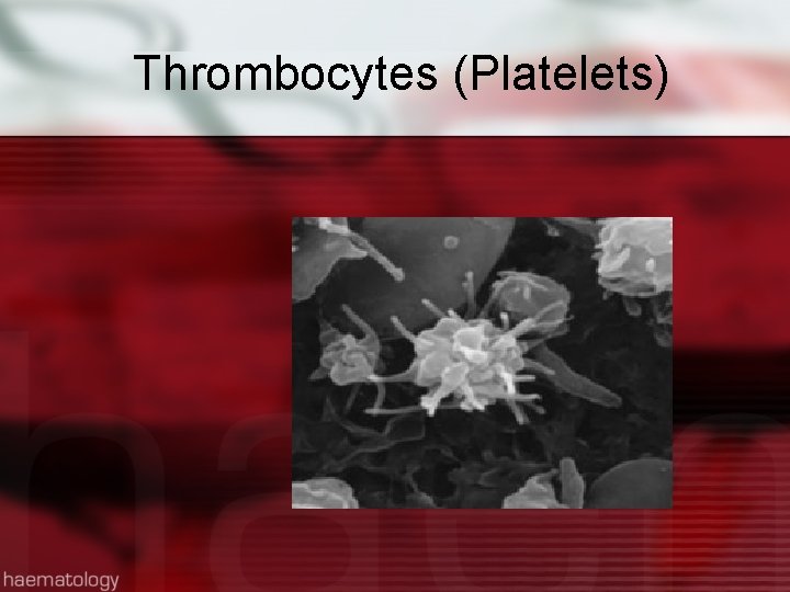 Thrombocytes (Platelets) 