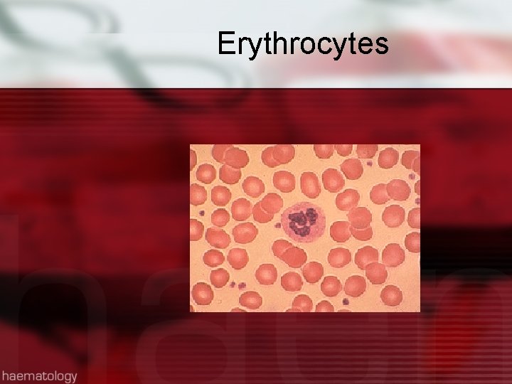 Erythrocytes 