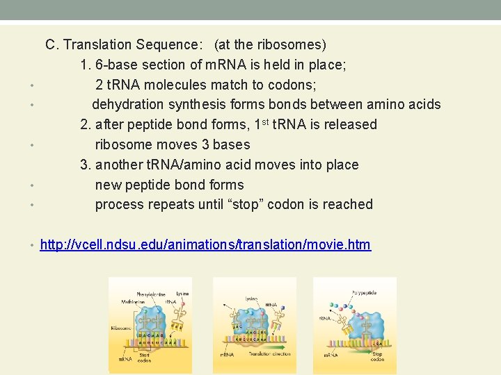 • • • C. Translation Sequence: (at the ribosomes) 1. 6 -base section