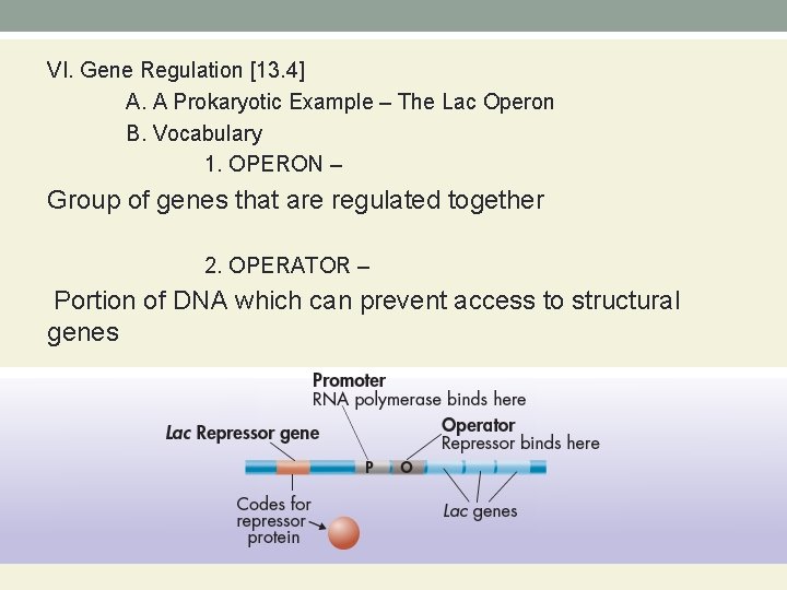 VI. Gene Regulation [13. 4] A. A Prokaryotic Example – The Lac Operon B.