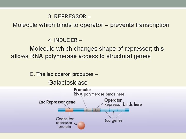 3. REPRESSOR – Molecule which binds to operator – prevents transcription 4. INDUCER –