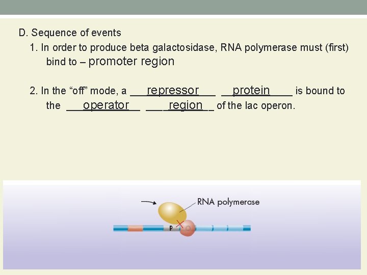 D. Sequence of events 1. In order to produce beta galactosidase, RNA polymerase must