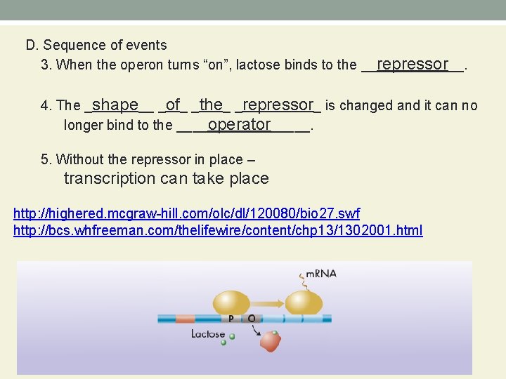 D. Sequence of events 3. When the operon turns “on”, lactose binds to the