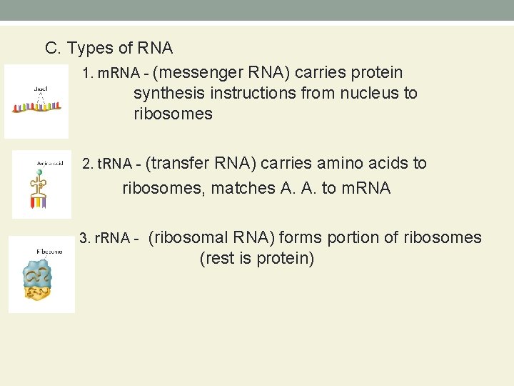 C. Types of RNA 1. m. RNA - (messenger RNA) carries protein synthesis instructions