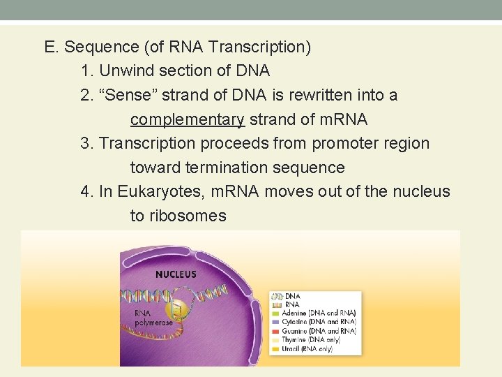 E. Sequence (of RNA Transcription) 1. Unwind section of DNA 2. “Sense” strand of