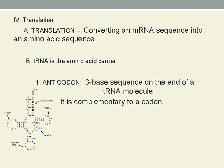 IV. Translation Converting an m. RNA sequence into an amino acid sequence A. TRANSLATION