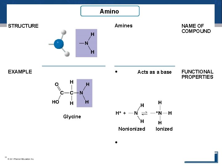 Amino STRUCTURE Amines EXAMPLE • NAME OF COMPOUND Acts as a base Glycine Nonionized
