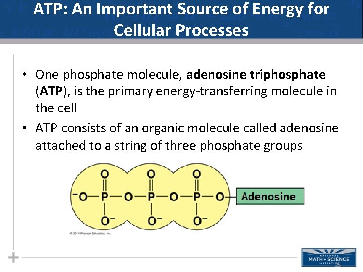 ATP: An Important Source of Energy for Cellular Processes • One phosphate molecule, adenosine