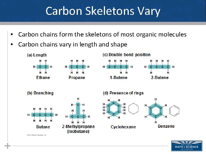 Carbon Skeletons Vary • Carbon chains form the skeletons of most organic molecules •