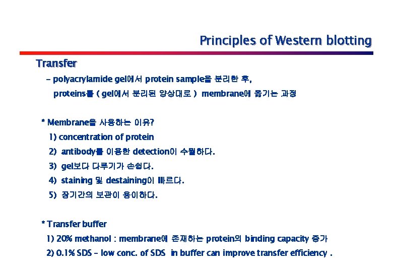 Principles of Western blotting Transfer - polyacrylamide gel에서 protein sample을 분리한 후, proteins를 (
