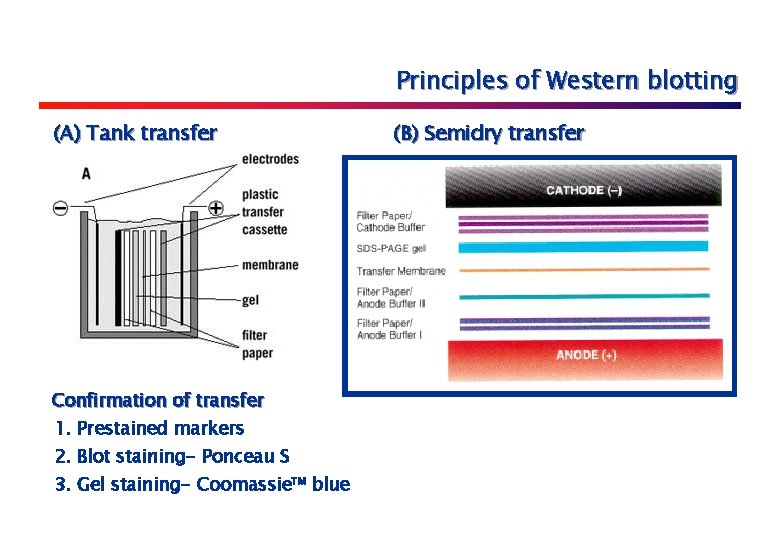 Principles of Western blotting (A) Tank transfer Confirmation of transfer 1. Prestained markers 2.