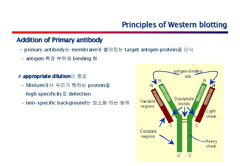 Principles of Western blotting Addition of Primary antibody - primary antibody는 membrane에 붙어있는 target
