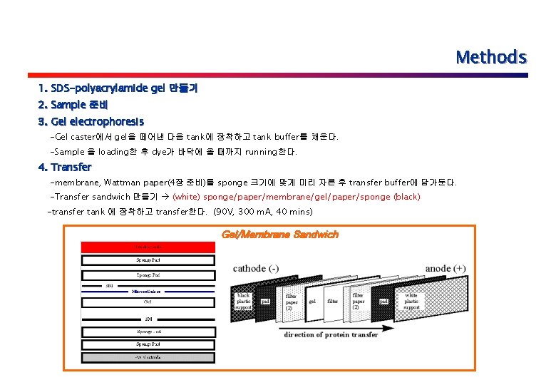 Methods 1. SDS-polyacrylamide gel 만들기 2. Sample 준비 3. Gel electrophoresis -Gel caster에서 gel을