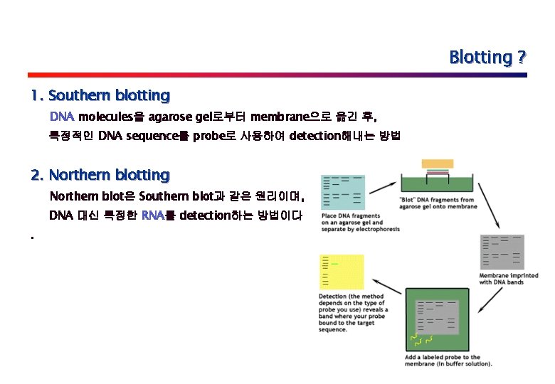 Blotting ? 1. Southern blotting DNA molecules을 agarose gel로부터 membrane으로 옮긴 후, 특정적인 DNA
