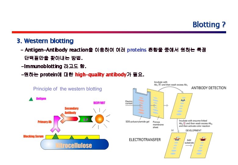 Blotting ? 3. Western blotting - Antigen-Antibody reaction을 이용하여 여러 proteins 혼합물 중에서 원하는