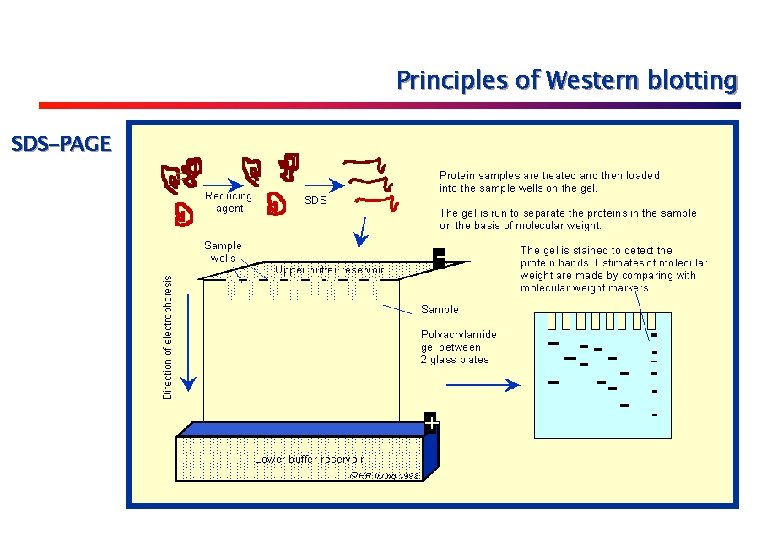Principles of Western blotting SDS-PAGE 
