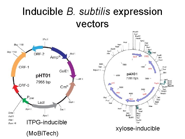 Inducible B. subtilis expression vectors ITPG-inducible (Mo. Bi. Tech) xylose-inducible 