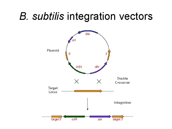 B. subtilis integration vectors 