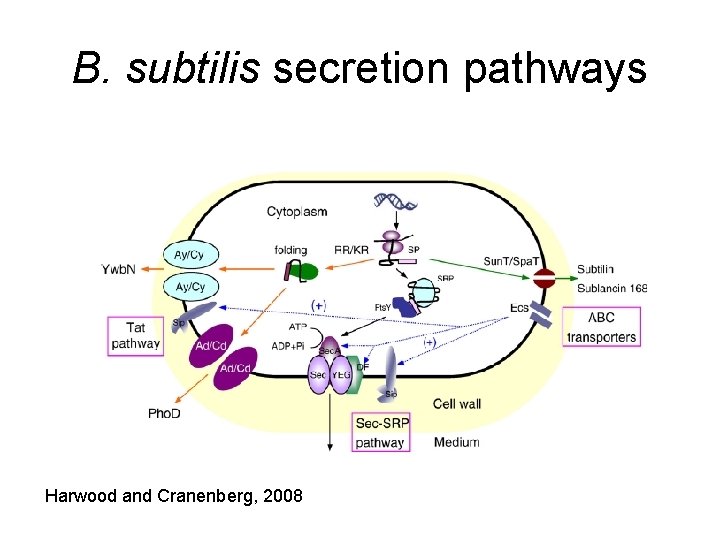 B. subtilis secretion pathways Harwood and Cranenberg, 2008 