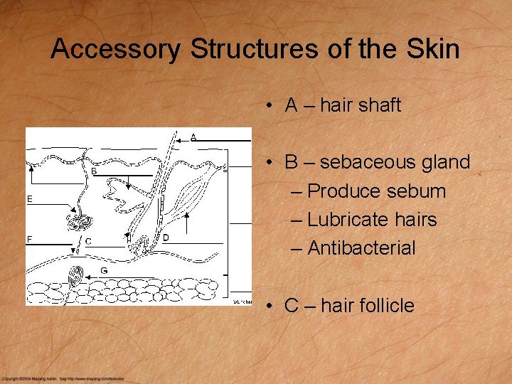 Accessory Structures of the Skin • A – hair shaft • B – sebaceous