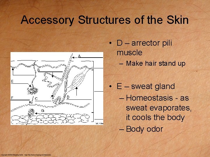 Accessory Structures of the Skin • D – arrector pili muscle – Make hair