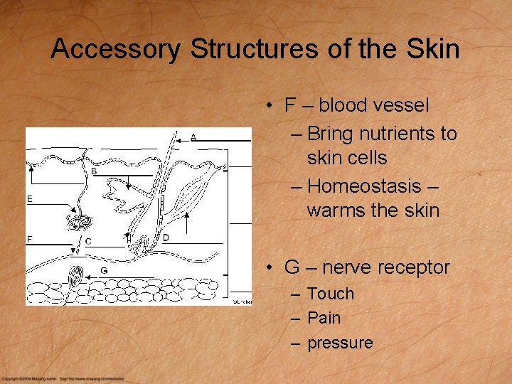 Accessory Structures of the Skin • F – blood vessel – Bring nutrients to