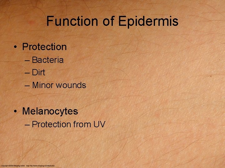 Function of Epidermis • Protection – Bacteria – Dirt – Minor wounds • Melanocytes