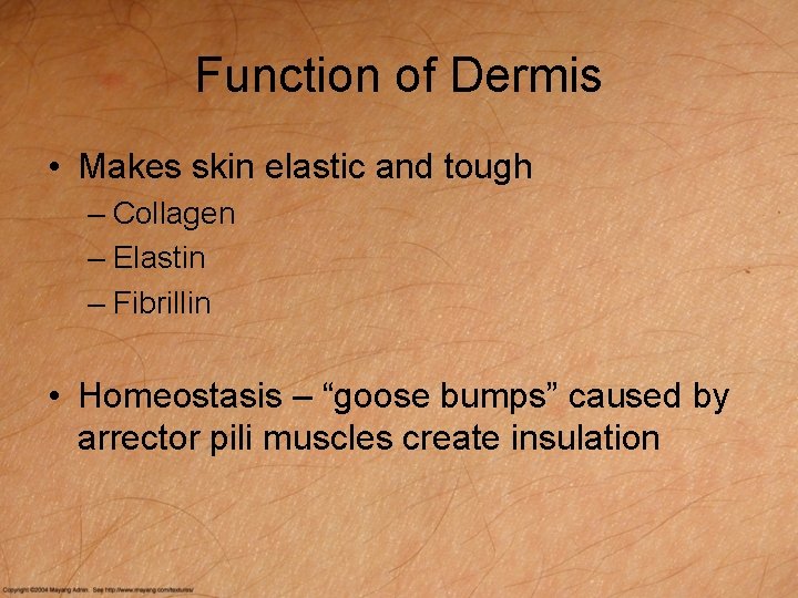 Function of Dermis • Makes skin elastic and tough – Collagen – Elastin –