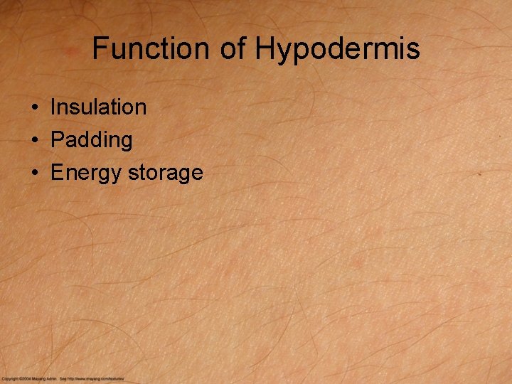 Function of Hypodermis • Insulation • Padding • Energy storage 