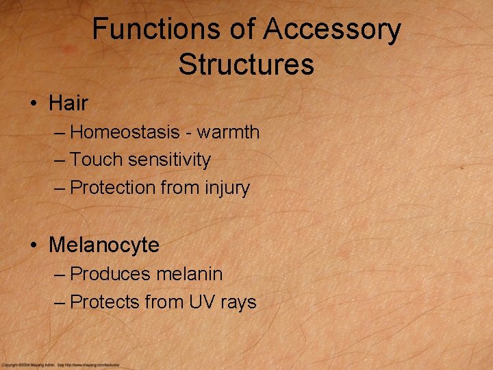 Functions of Accessory Structures • Hair – Homeostasis - warmth – Touch sensitivity –