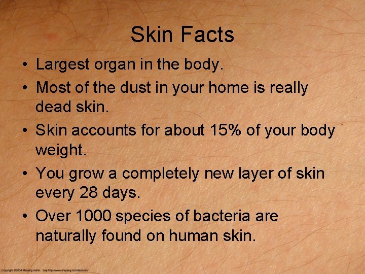 Skin Facts • Largest organ in the body. • Most of the dust in
