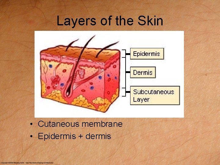 Layers of the Skin • Cutaneous membrane • Epidermis + dermis 