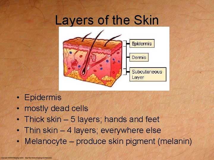 Layers of the Skin • • • Epidermis mostly dead cells Thick skin –