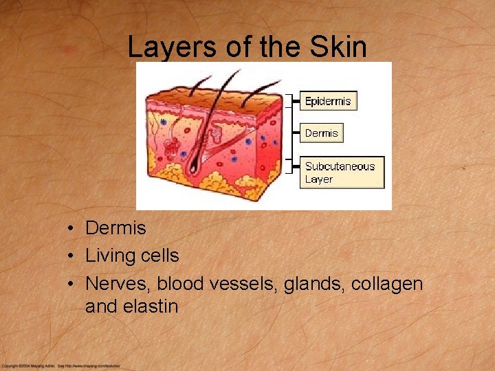 Layers of the Skin • Dermis • Living cells • Nerves, blood vessels, glands,