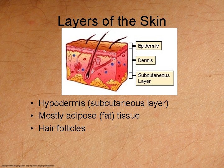 Layers of the Skin • Hypodermis (subcutaneous layer) • Mostly adipose (fat) tissue •