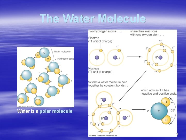 The Water Molecule Water is a polar molecule 3 