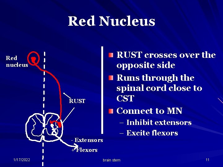 Red Nucleus RUST crosses over the opposite side Runs through the spinal cord close